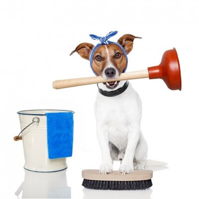 Evcil hayvan besleyenlerin evde temizlik yöntemleri