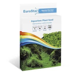 Eurostar Bitki Tohumu Hemıanthus Callıtrıchoıdes - Thumbnail
